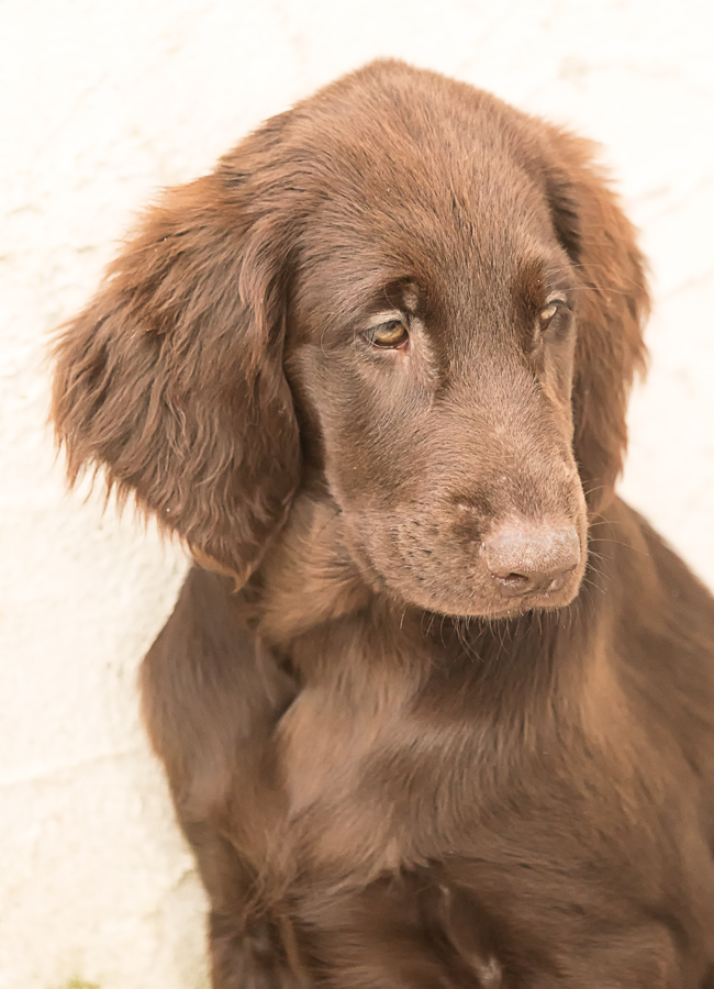 kleine Hundezucht mit FlatCoatedRetriever & GoldenRetriever aus