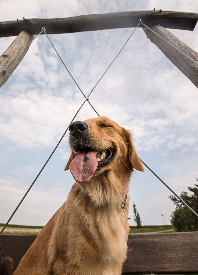 kleine Hundezucht mit FlatCoatedRetriever & GoldenRetriever aus